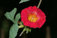 Stictocardia tiliifolia